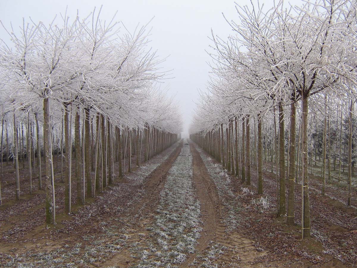 Prunus subhirtella 'Autumnalis' op stam op stam