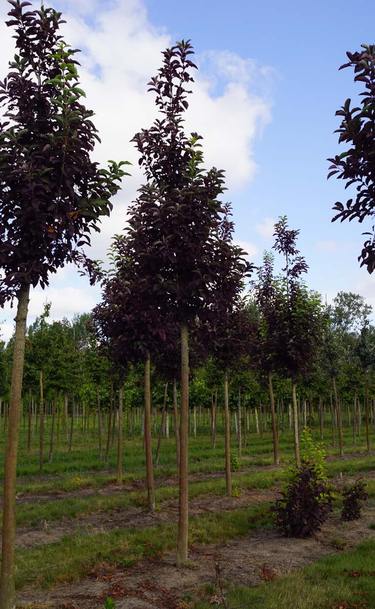Prunus virginiana 'Canada Red' op stam op stam