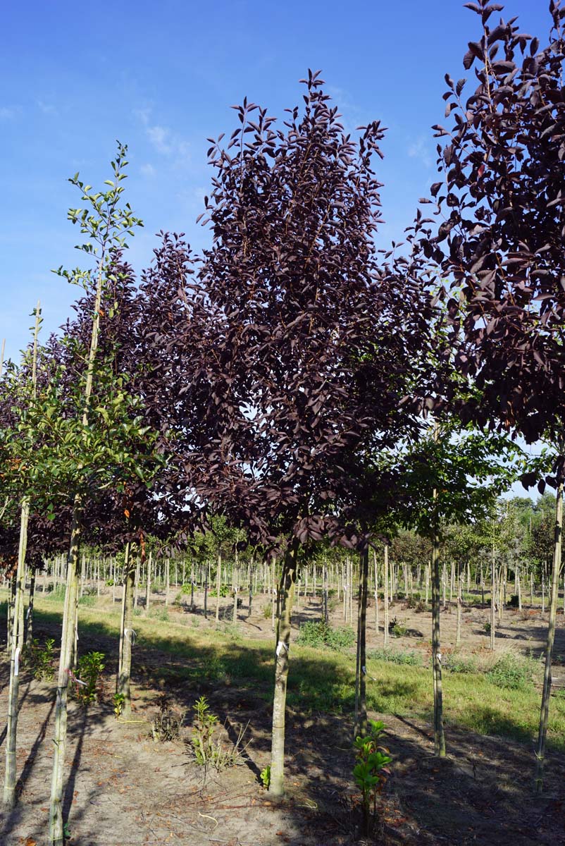 Prunus virginiana 'Canada Red' op stam op stam