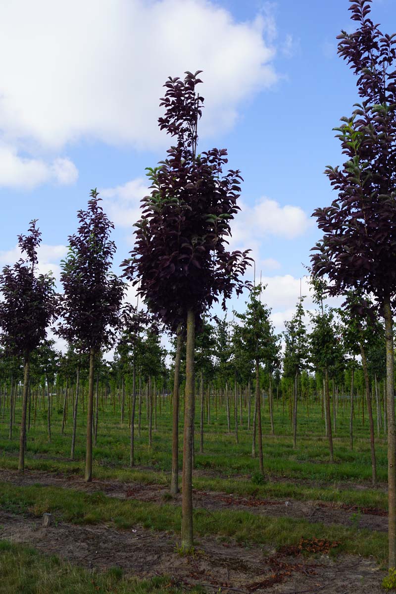Prunus virginiana 'Canada Red' op stam op stam
