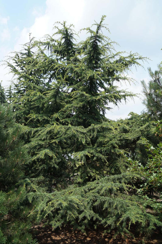 Pseudolarix amabilis solitair