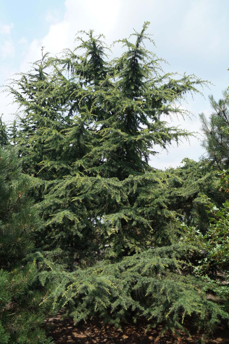 Pseudolarix amabilis solitair