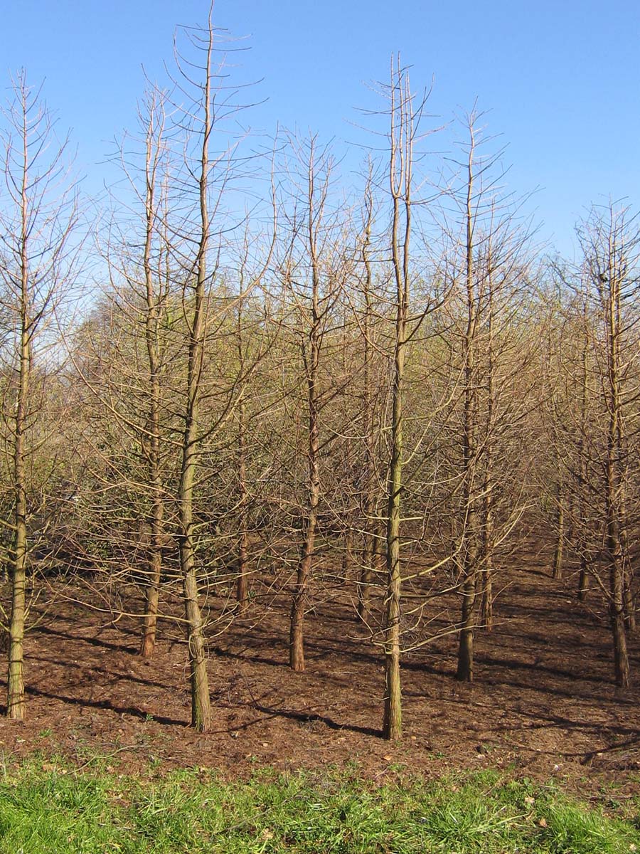 Pseudolarix amabilis solitair