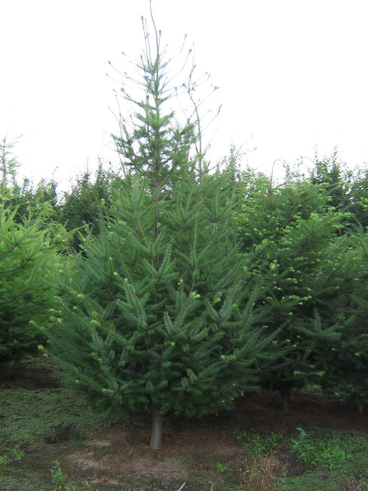 Pseudotsuga menziesii solitair solitair