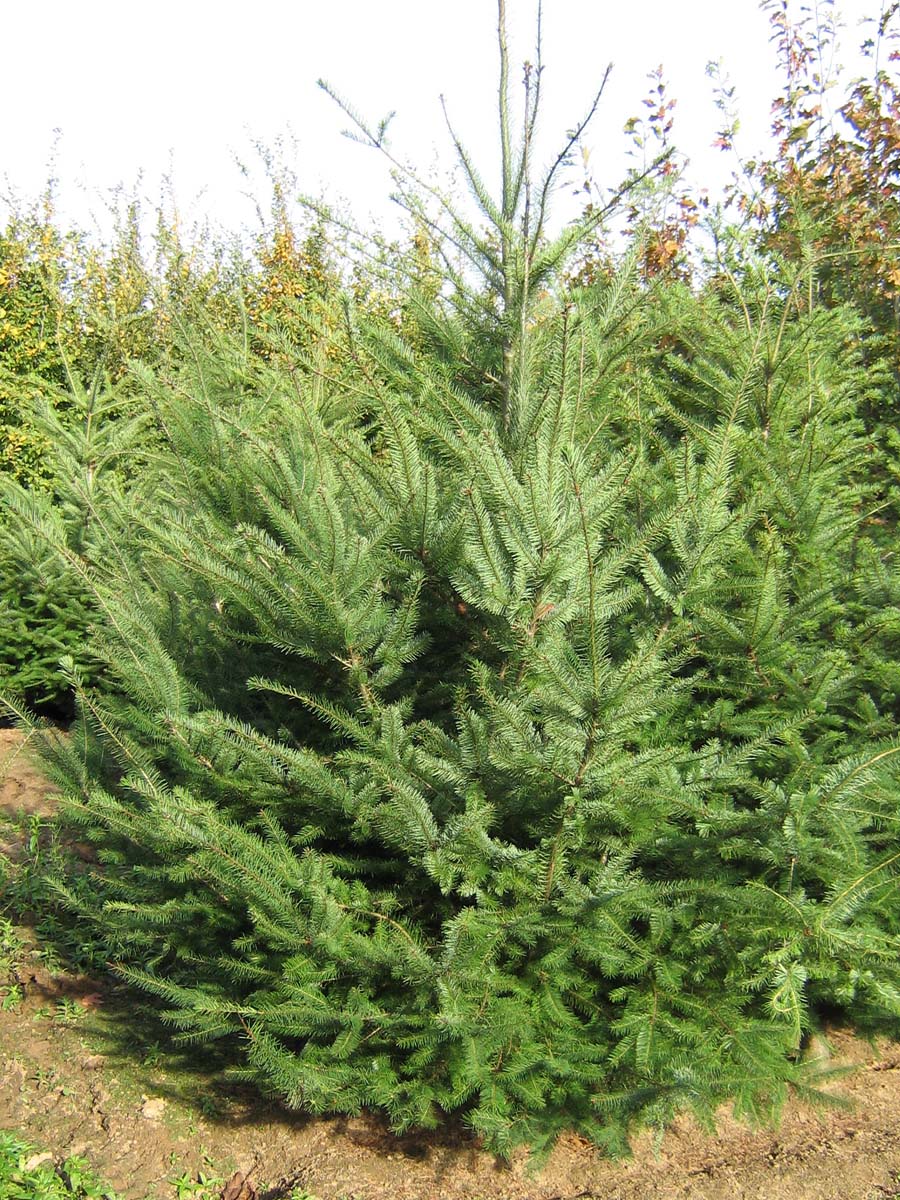 Pseudotsuga menziesii solitair solitair