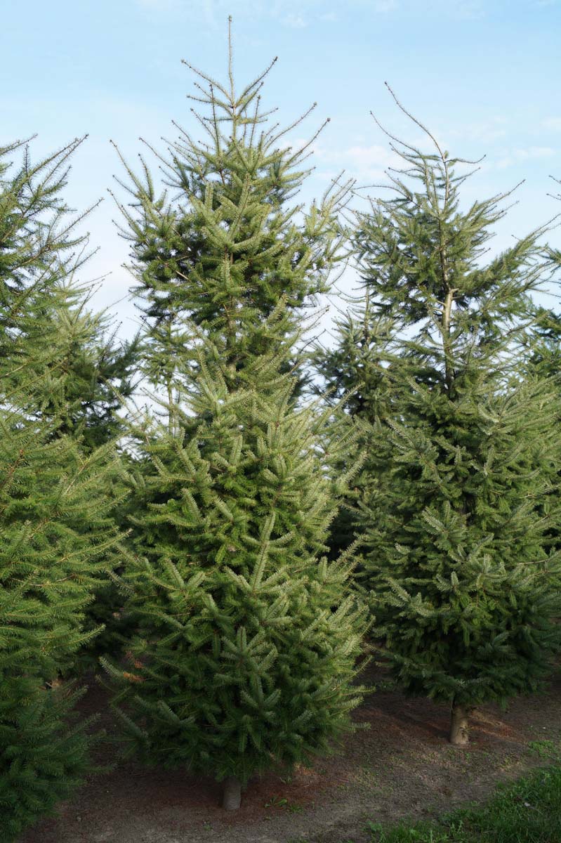 Pseudotsuga menziesii solitair solitair