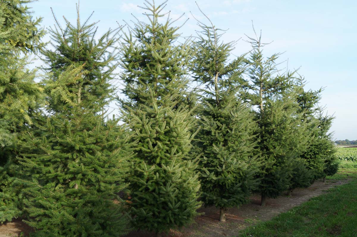 Pseudotsuga menziesii solitair solitair