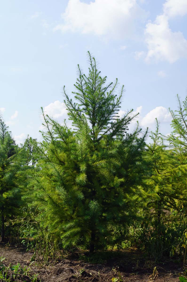 Pseudotsuga menziesii solitair solitair