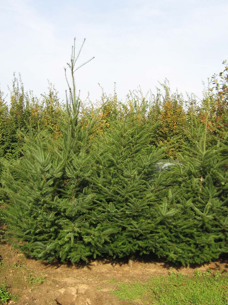 Pseudotsuga menziesii solitair solitair