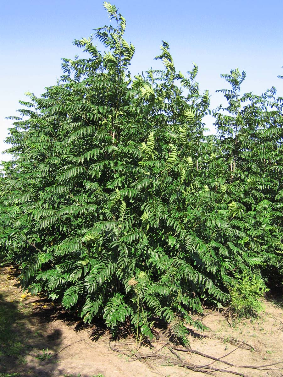 Pterocarya fraxinifolia meerstammig / struik meerstammig