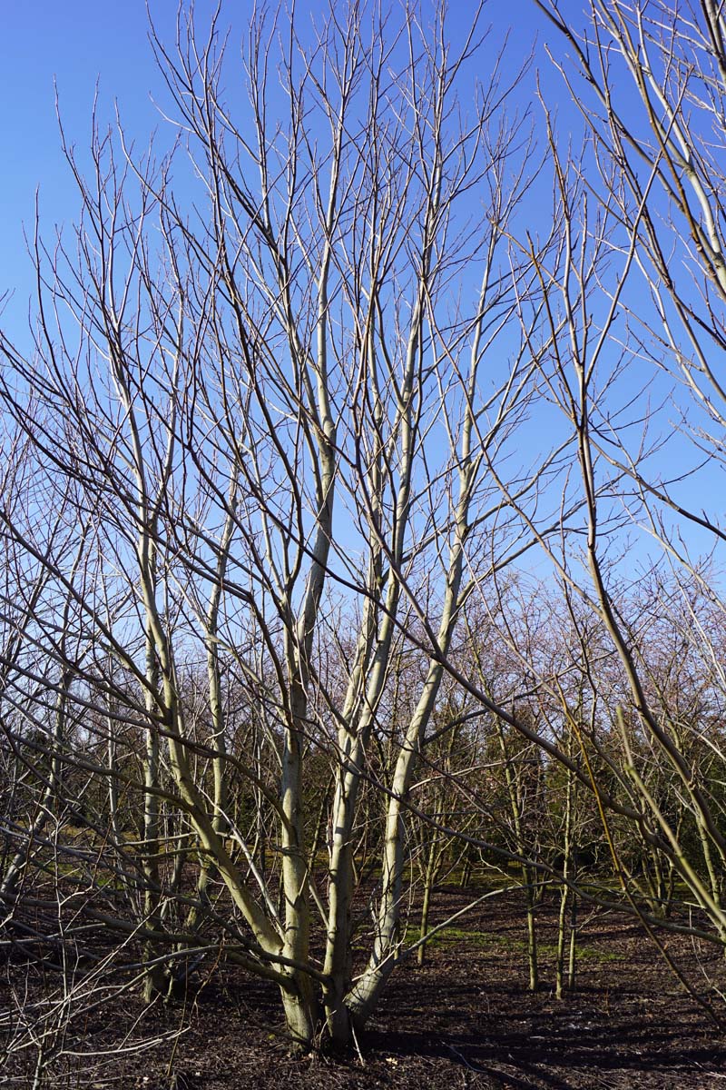 Pterocarya fraxinifolia meerstammig / struik meerstammig
