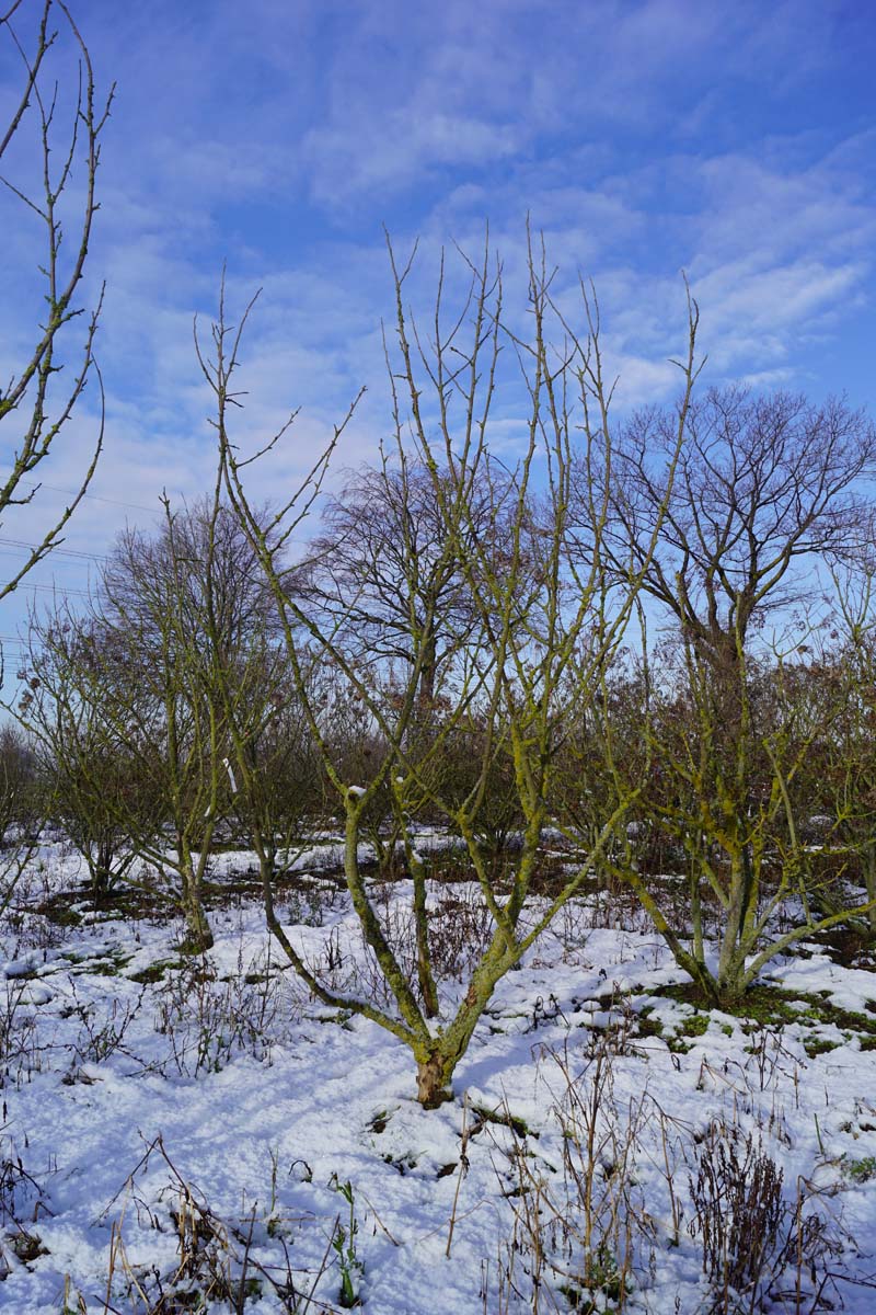 Pterostyrax corymbosa meerstammig / struik meerstammig