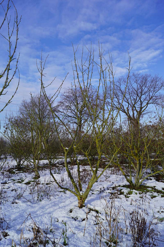 Pterostyrax corymbosa meerstammig / struik meerstammig