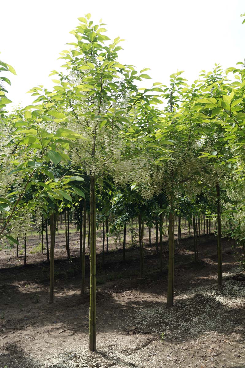 Pterostyrax hispida op stam op stam