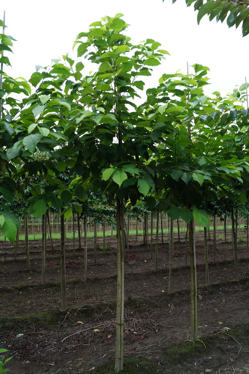 Pterostyrax hispida op stam op stam