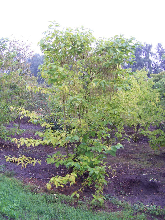 Pterostyrax hispida meerstammig / struik meerstammig