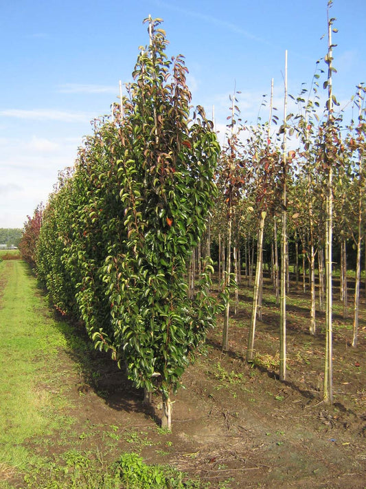Pyrus calleryana 'Chanticleer' op stam op stam