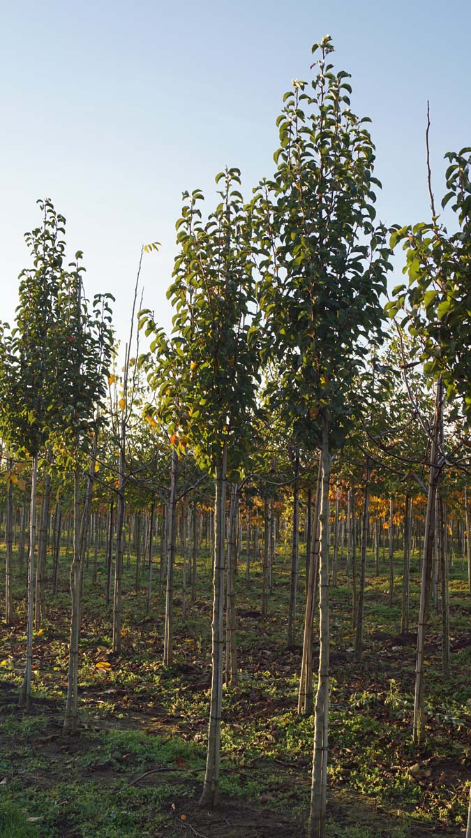 Pyrus calleryana 'Chanticleer' op stam op stam