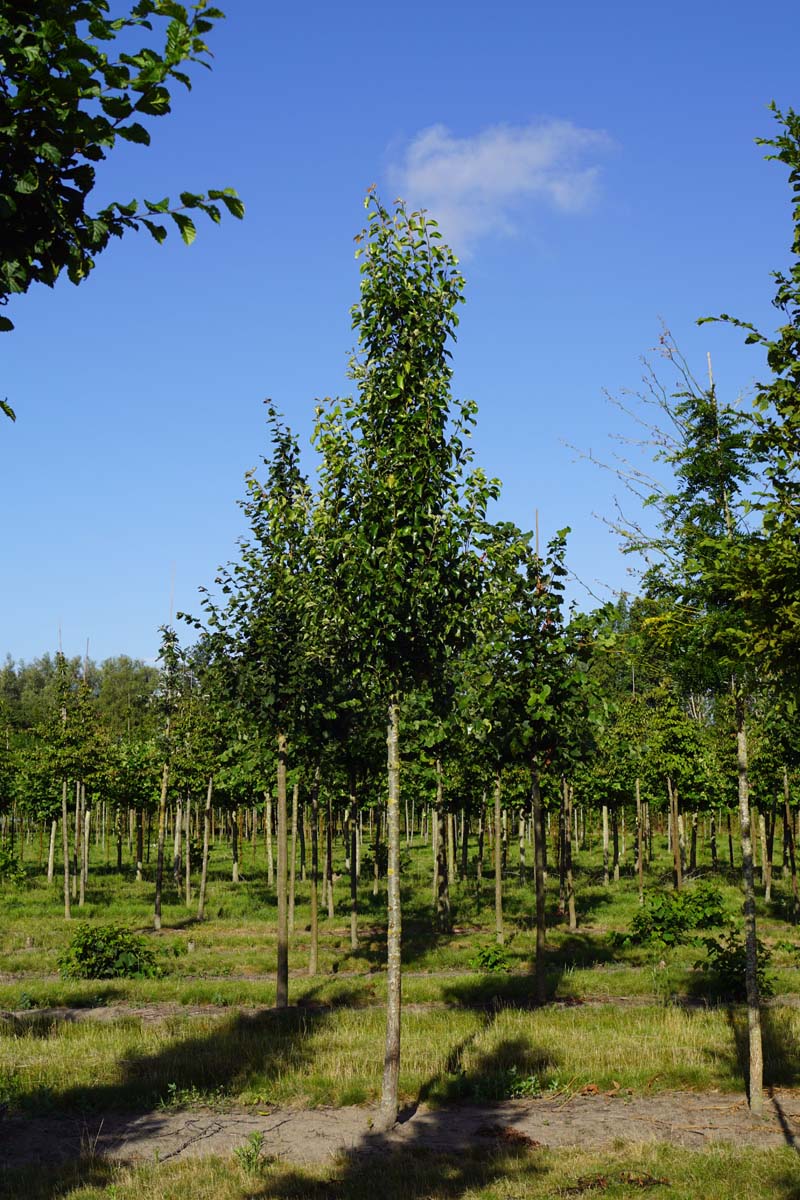 Pyrus calleryana 'Chanticleer' op stam op stam