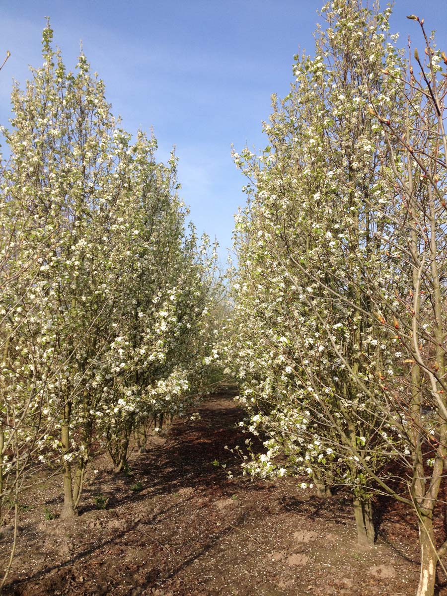Pyrus calleryana 'Chanticleer' meerstammig / struik meerstammig