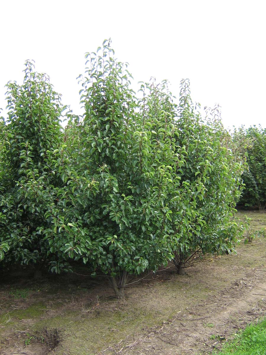 Pyrus calleryana 'Chanticleer' meerstammig / struik meerstammig
