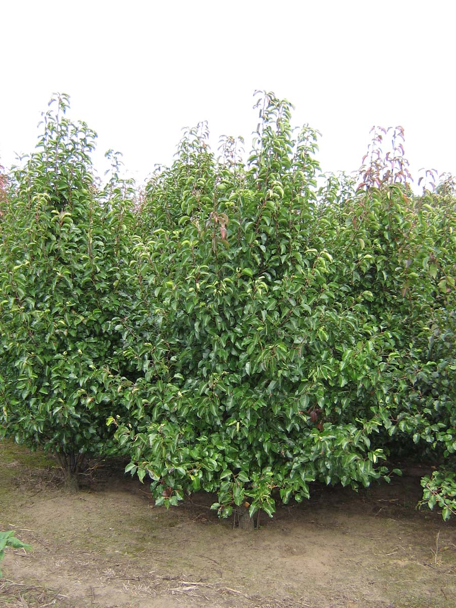 Pyrus calleryana 'Chanticleer' meerstammig / struik meerstammig