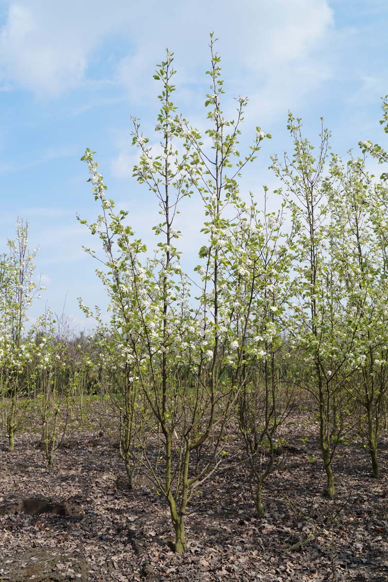 Pyrus calleryana 'Chanticleer' meerstammig / struik meerstammig
