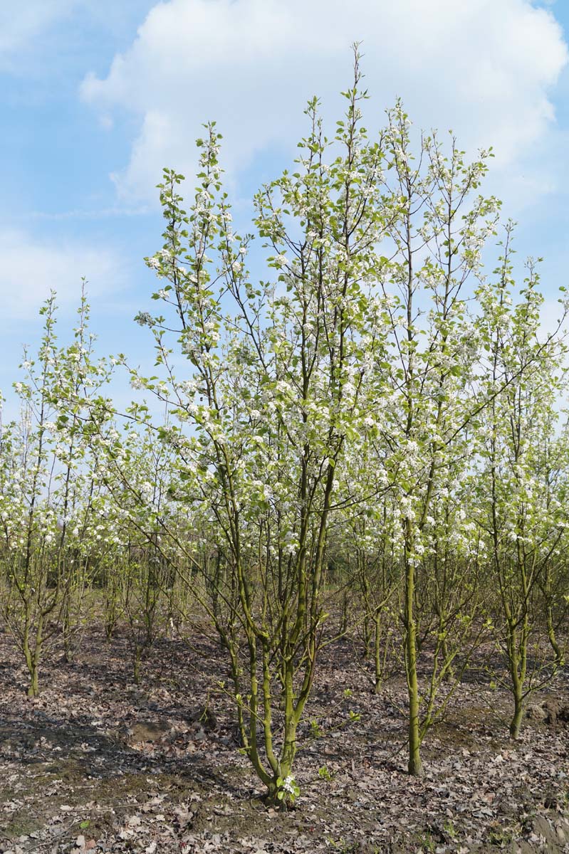 Pyrus calleryana 'Chanticleer' meerstammig / struik meerstammig
