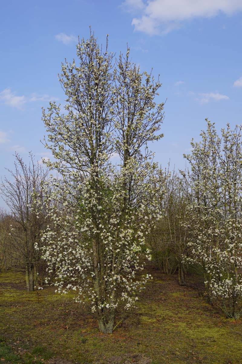 Pyrus calleryana 'Chanticleer' meerstammig / struik meerstammig