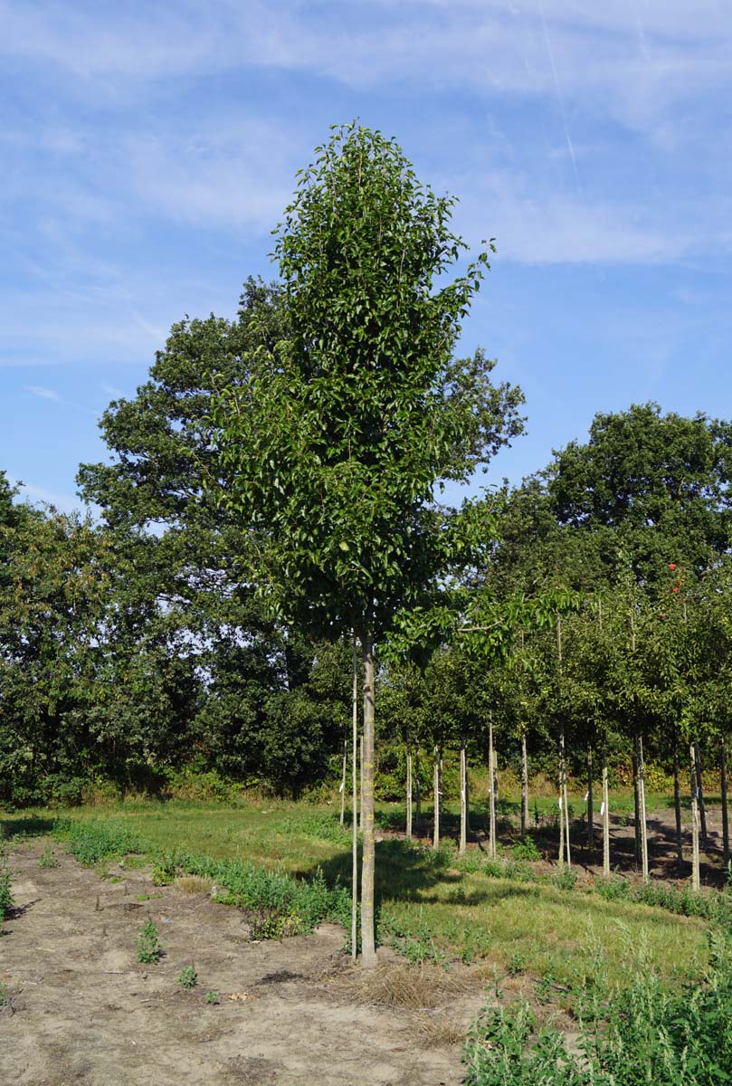 Pyrus calleryana 'Redspire' op stam op stam