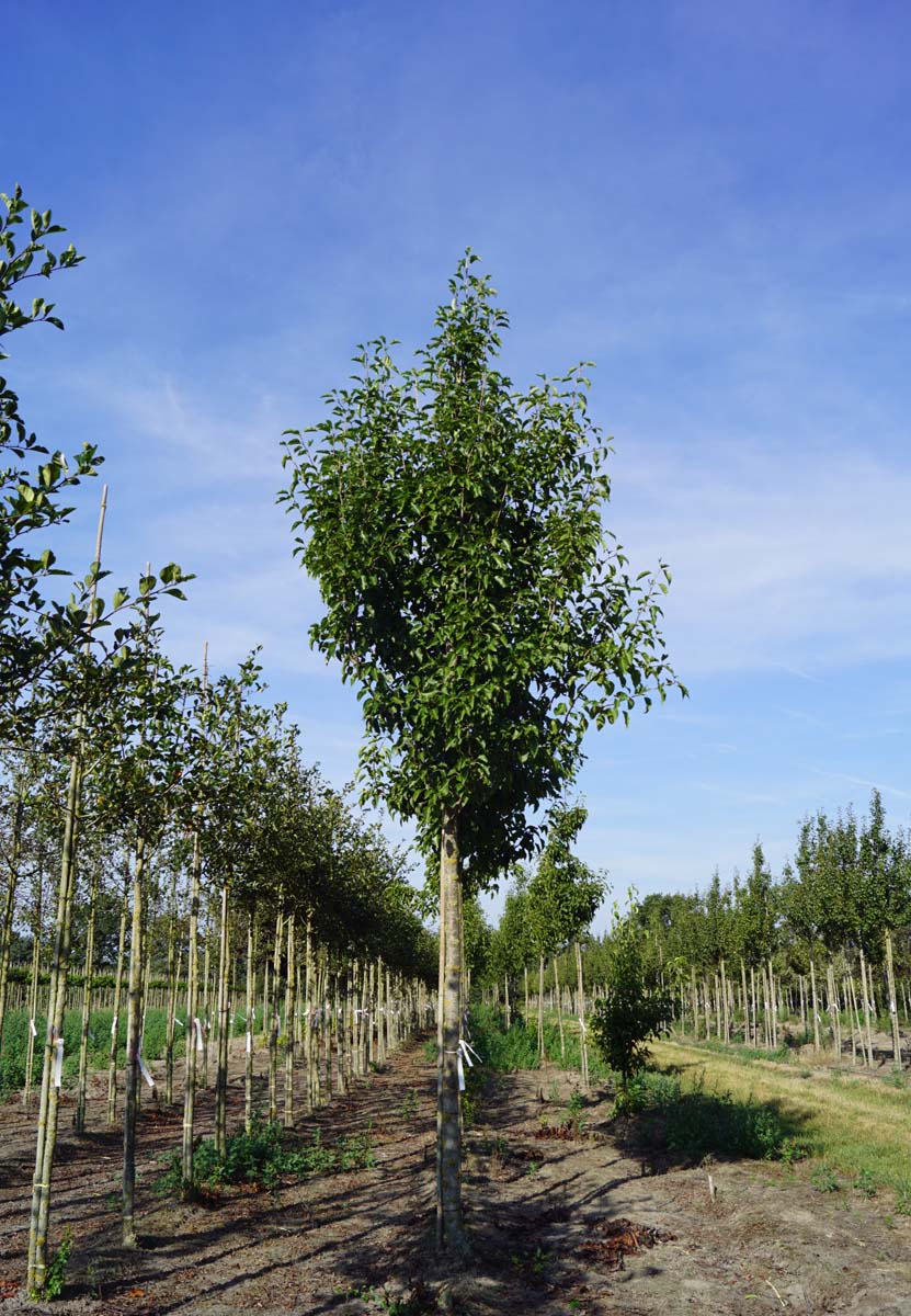 Pyrus calleryana 'Redspire' op stam op stam