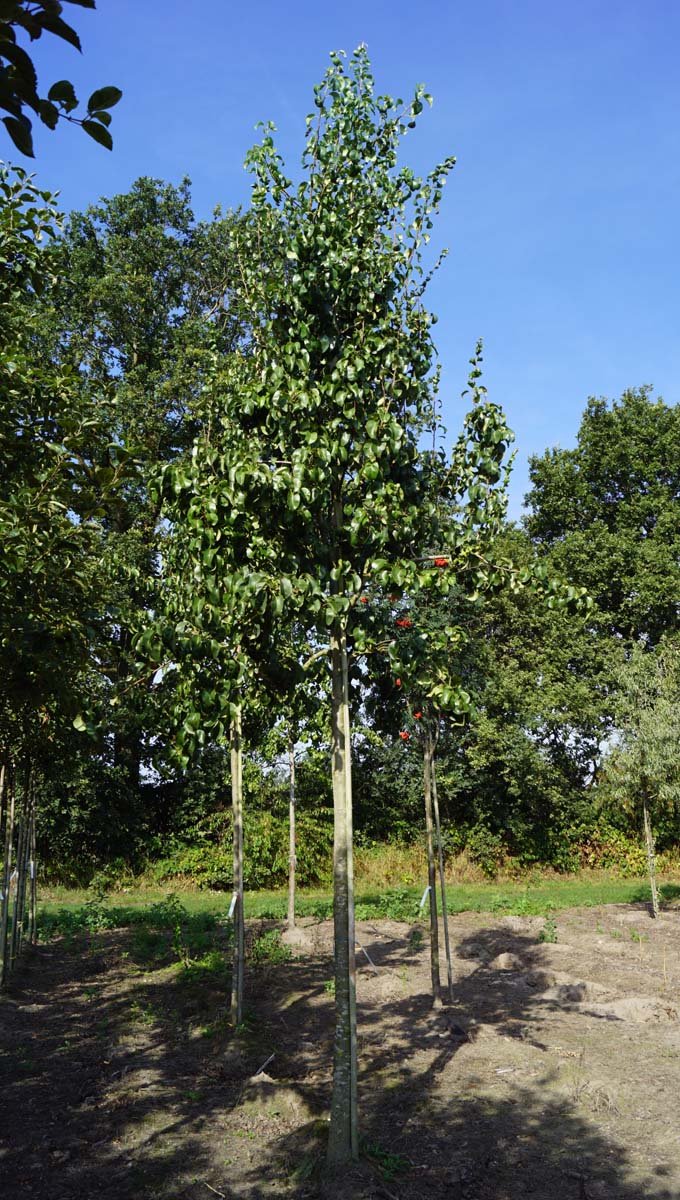Pyrus communis 'Beurré Hardy' op stam op stam