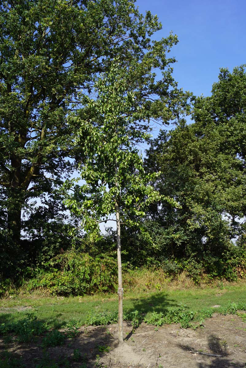 Pyrus communis 'Beurré Hardy' op stam op stam