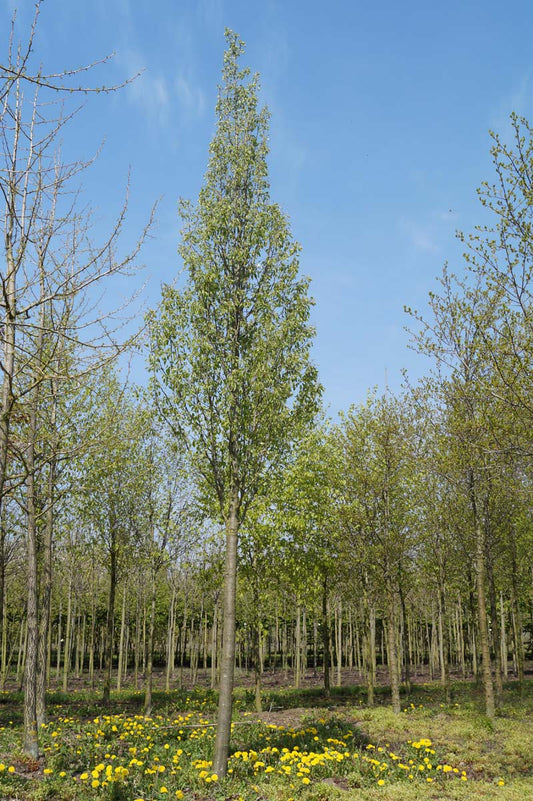 Pyrus communis caucasica op stam
