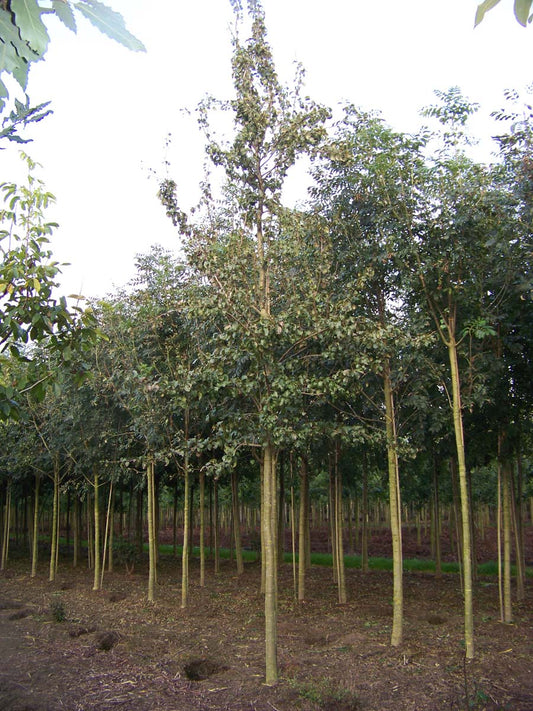Pyrus communis 'Conference' op stam op stam