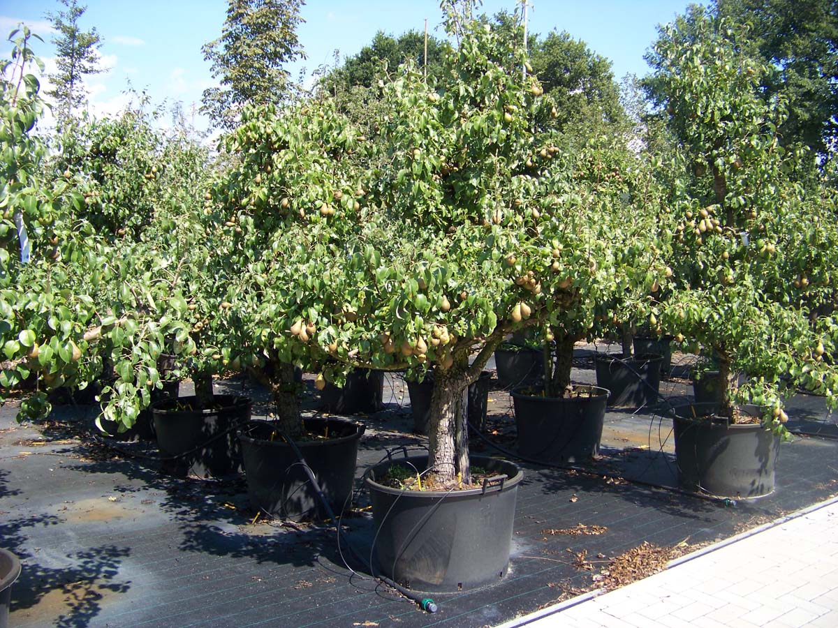 Pyrus communis 'Conference' solitair solitair