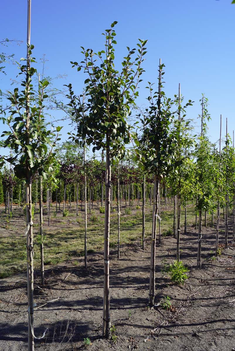 Pyrus communis 'Saint Rémy' op stam op stam