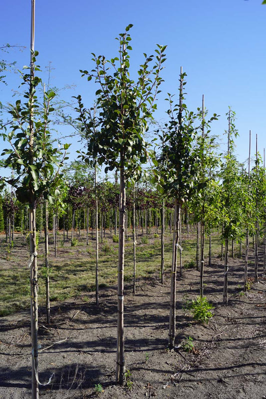 Pyrus communis 'Saint Rémy' op stam op stam
