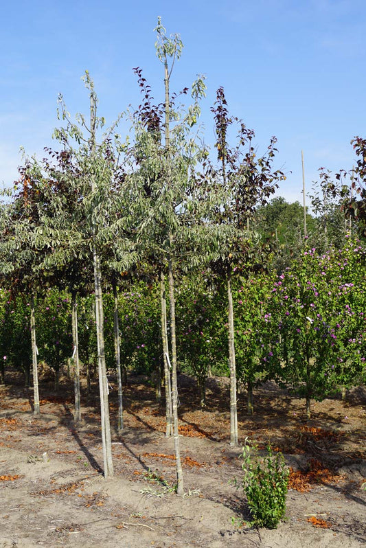 Pyrus elaeagnifolia 'Silver Sails' op stam op stam