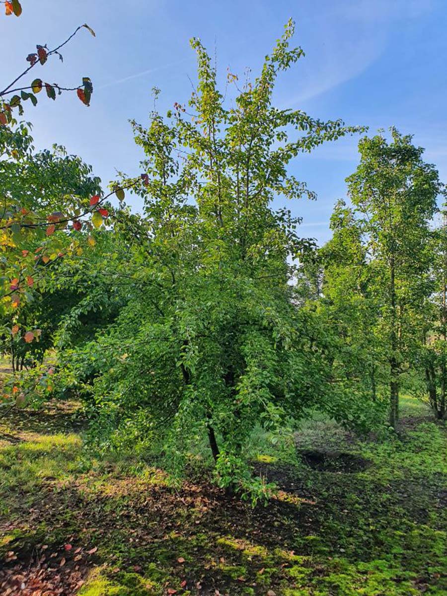 Pyrus pyrifolia meerstammig / struik meerstammig