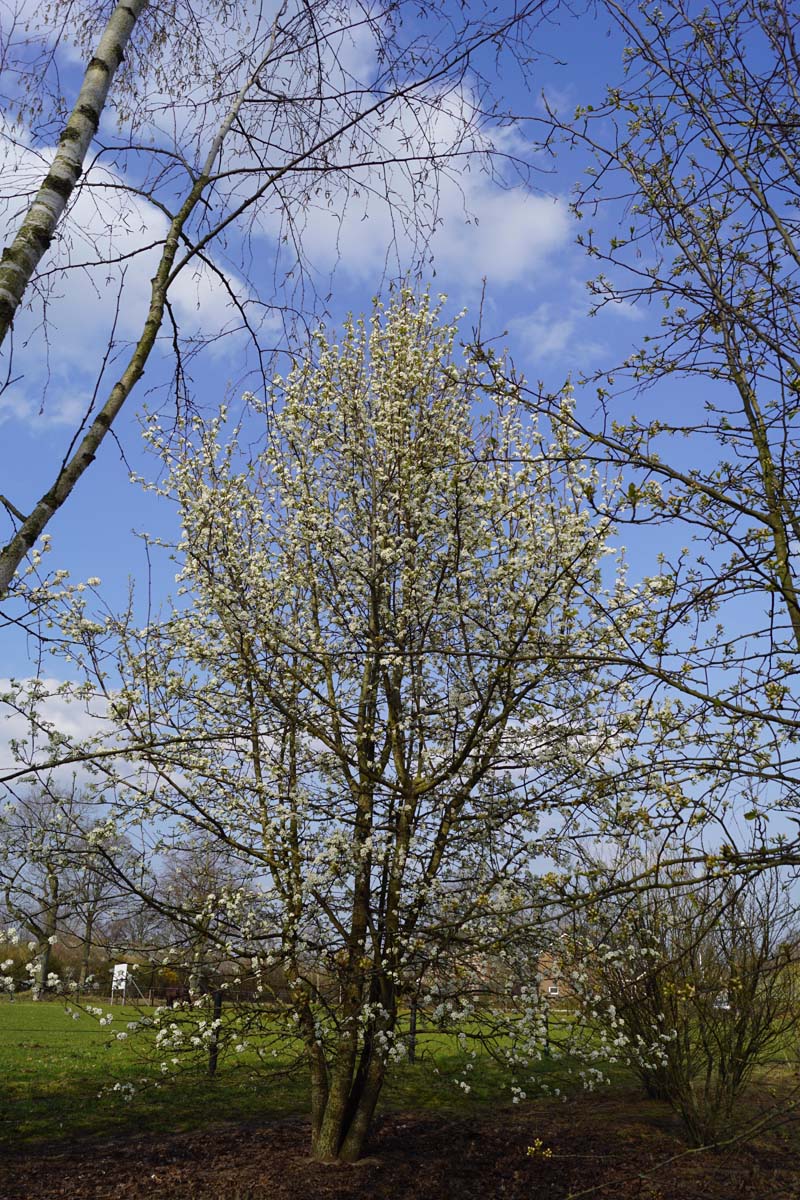 Pyrus pyrifolia meerstammig / struik meerstammig