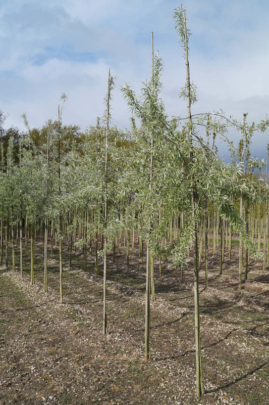 Pyrus salicifolia 'Pendula' op stam op stam