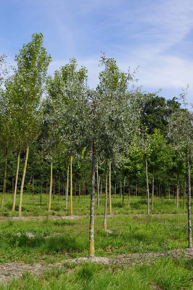 Pyrus salicifolia 'Pendula' op stam op stam
