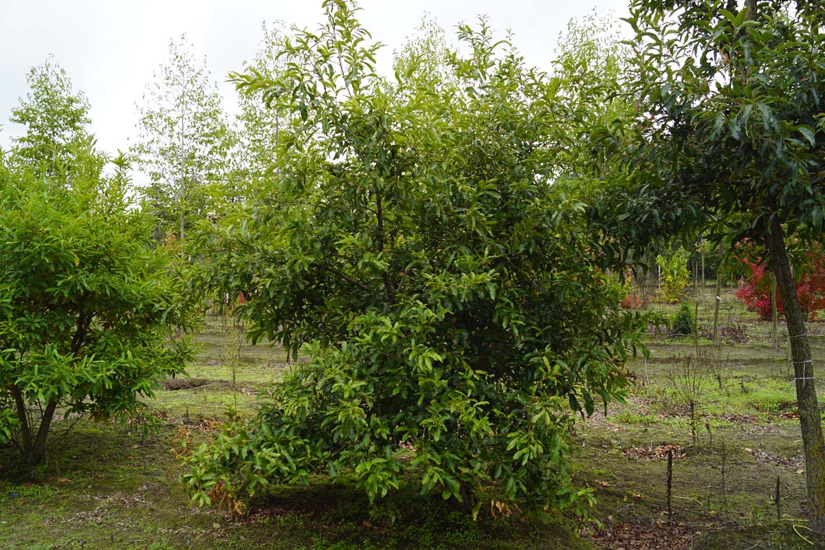 Quercus acutissima meerstammig / struik meerstammig