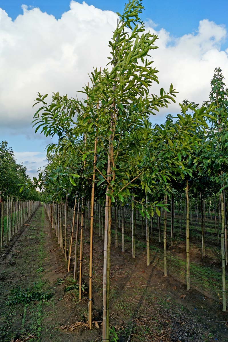 Quercus acutissima op stam op stam