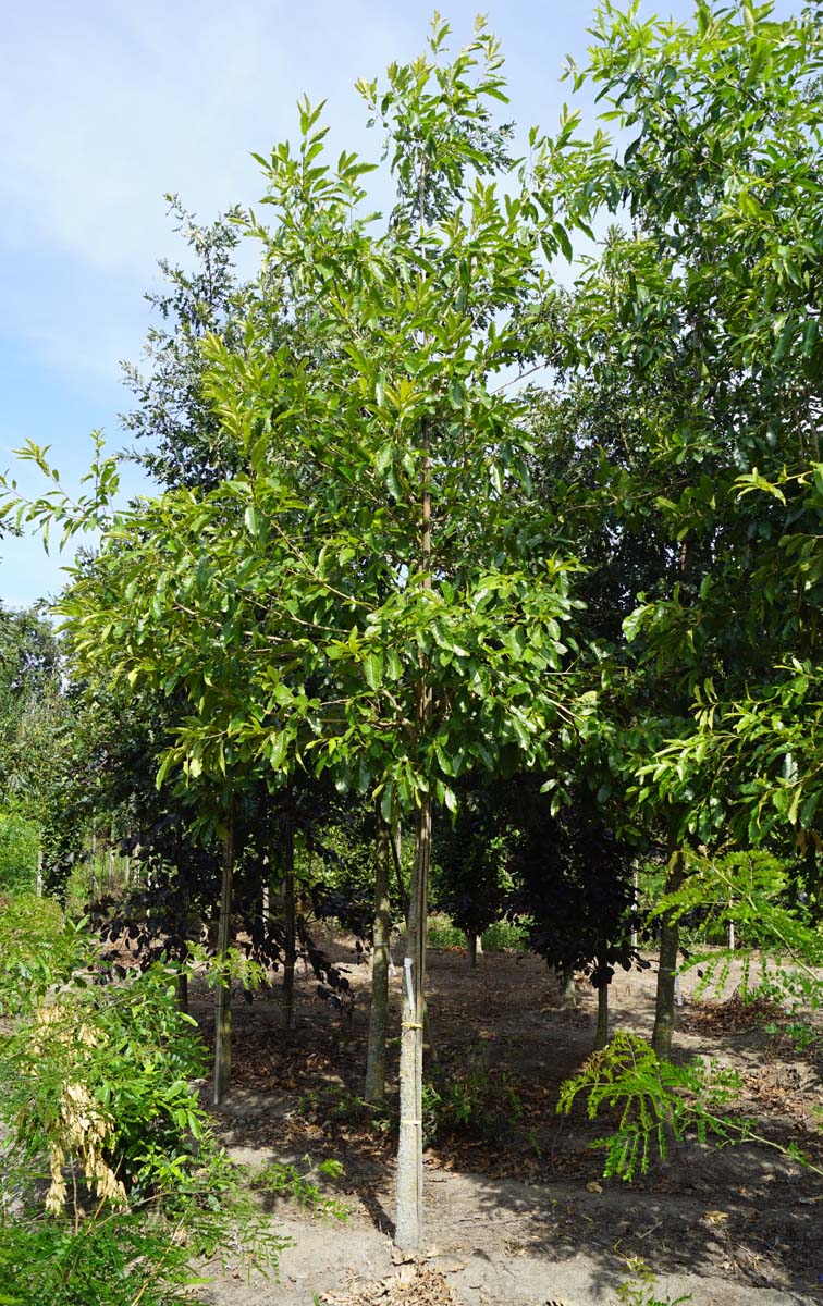 Quercus acutissima op stam op stam