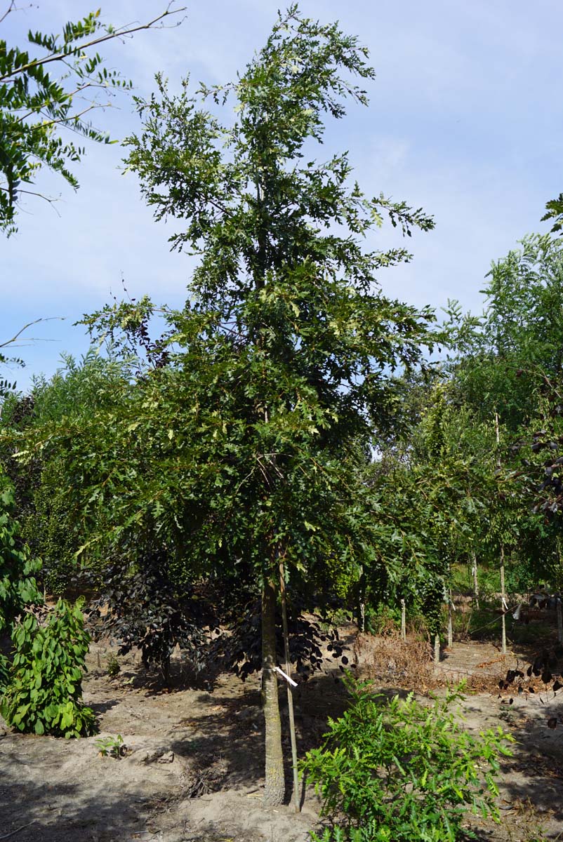 Quercus cerris op stam op stam