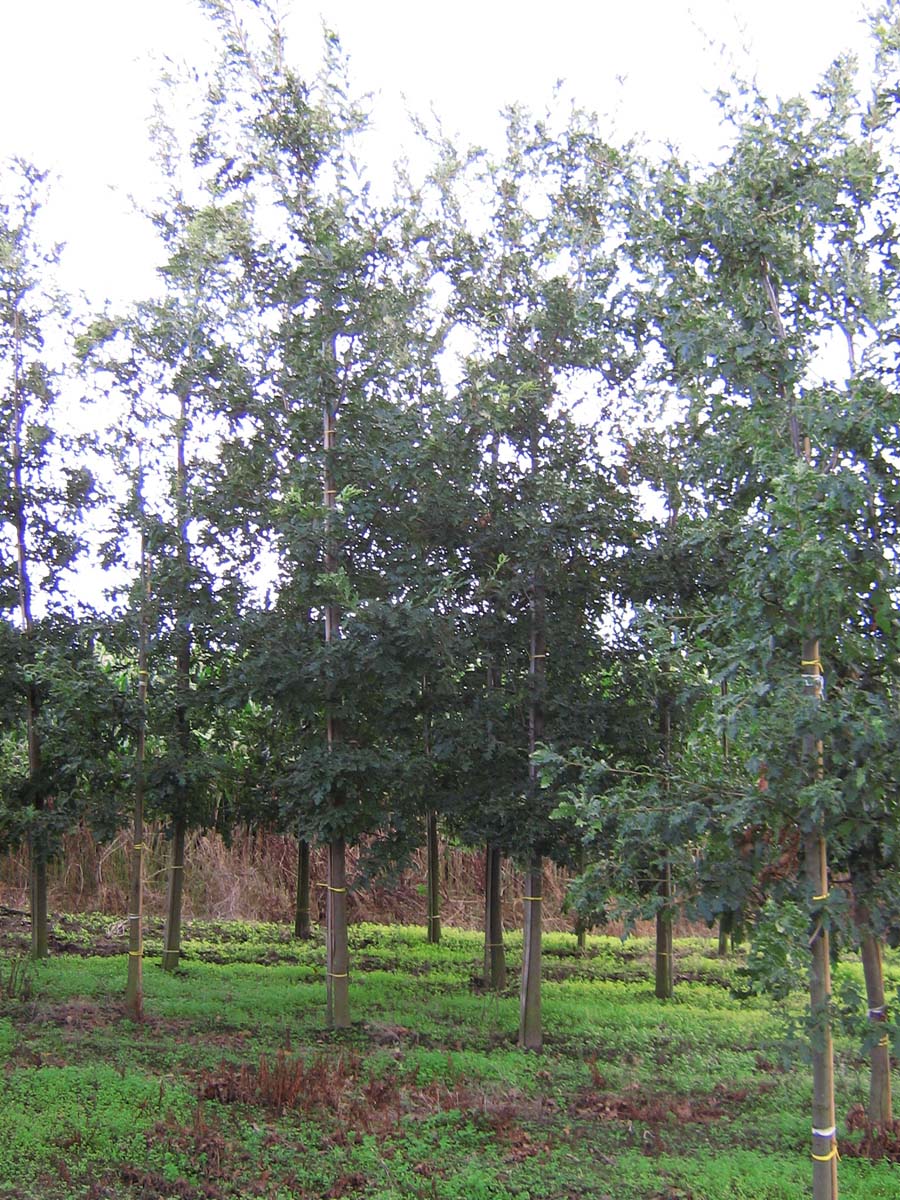 Quercus cerris op stam op stam