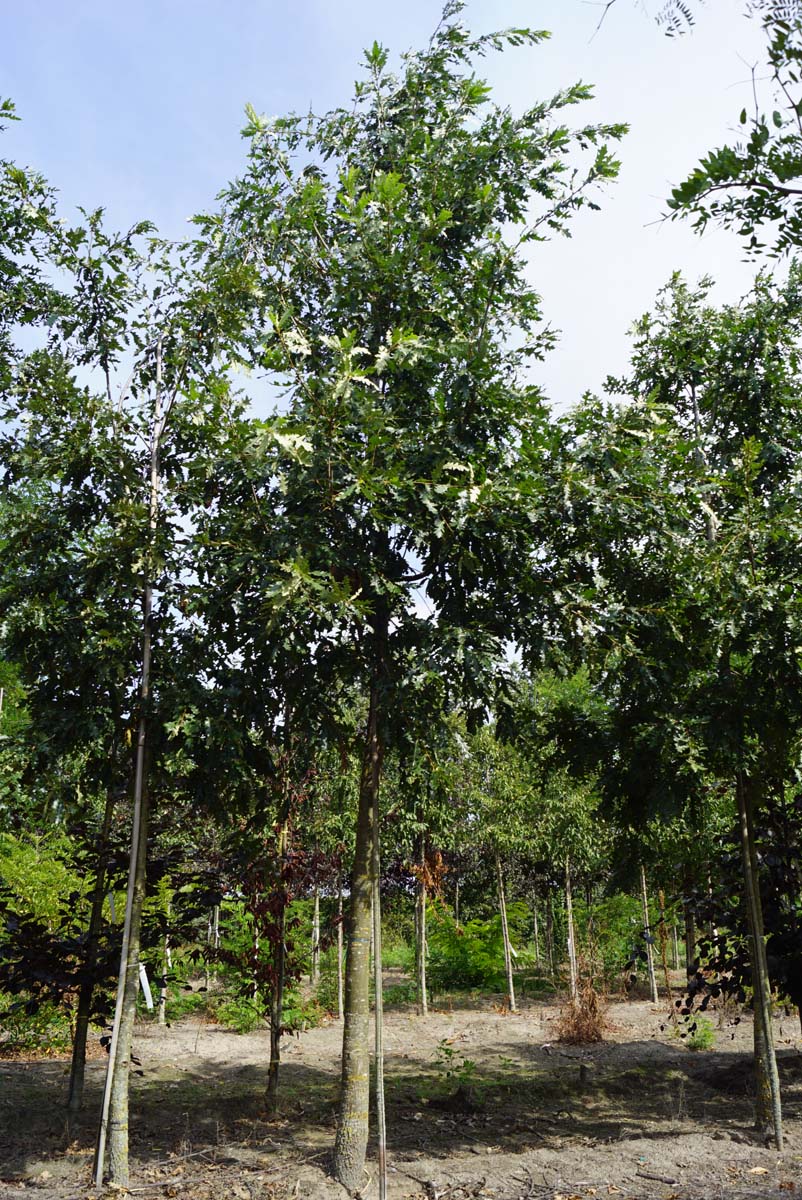 Quercus cerris op stam op stam