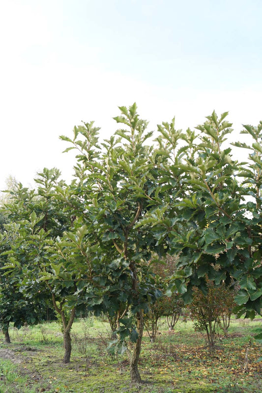Quercus dentata 'Carl Ferris Miller' solitair solitair